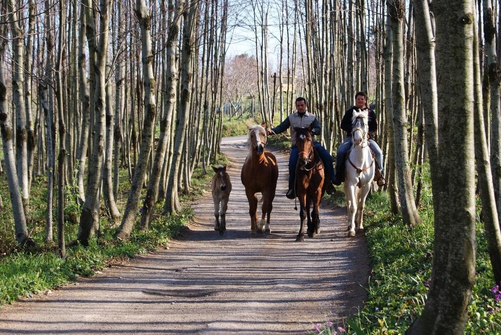 Гостевой дом Agriturismo Sentiero Dei Sapori Аджерола Экстерьер фото